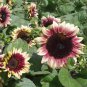 Double Dandy Hybrid Sunflower Ornamental 15 PCS Seeds