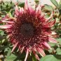 Double Dandy Hybrid Sunflower Ornamental 15 PCS Seeds