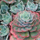 Echeveria agavoides Romeo Rubin Succulent Plant 50 PCS Seeds Echeveria agavoides Romeo Rubin Succulent Plant 50 PCS Seeds