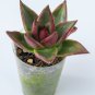 Echeveria agavoides Romeo Rubin Succulent Plant 50 PCS Seeds