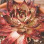 Echeveria agavoides Romeo Rubin Succulent Plant 50 PCS Seeds