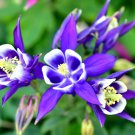 Double Columbines Aquilegia 20 PCS Seeds