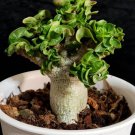 Dorset Horn Adenium Flower 2 PCS Seeds Dorset Horn Adenium Flower 2 PCS Seeds