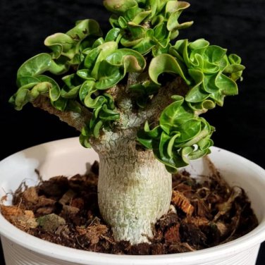 Dorset Horn Adenium Flower 2 PCS Seeds