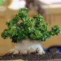 Dorset Horn Adenium Flower 2 PCS Seeds