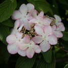 Double Color Viburnum Sargentii Bonsai Potted Garden Flower 100 PCS Seeds