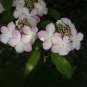 Double Color Viburnum Sargentii Bonsai Potted Garden Flower 100 PCS Seeds