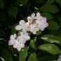 Double Color Viburnum Sargentii Bonsai Potted Garden Flower 100 PCS Seeds