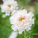 Double Click Snow Puff Cosmos 50 PCS Seeds Double Click Snow Puff Cosmos 50 PCS Seeds