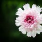 Double Click Snow Puff Cosmos 50 PCS Seeds