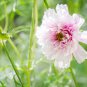 Double Click Snow Puff Cosmos 50 PCS Seeds