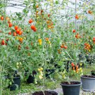 Dolce Vita Organic Cherry Tomato 100 PCS Seeds