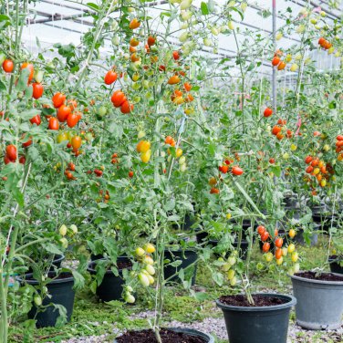 Dolce Vita Organic Cherry Tomato 100 PCS Seeds