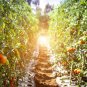 Dixie Golden Giant Tomato Yellow Big Tomato Fruits 1000 PCS Seeds