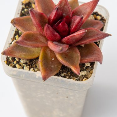 Echeveria Agavoides 20 PCS Seeds