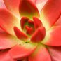 Echeveria Agavoides 20 PCS Seeds