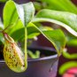 Eating Mosquito Carnivorous Plants Nepenthes 200 PCS Seeds