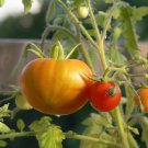Dixie Golden Giant Tomato Yellow Big Tomato Fruits 100 PCS Seeds