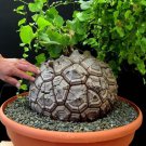 Dioscorea Elephantipes Imported Elephant's Foot Yam 5 PCS Seeds