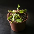 Dionaea muscipula 100 PCS Seeds