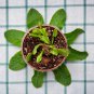 Dionaea muscipula 100 PCS Seeds