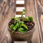 Dionaea muscipula 100 PCS Seeds