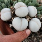 Dinteranthus pole evansii Succulents Garden Plants 20 PCS Seeds