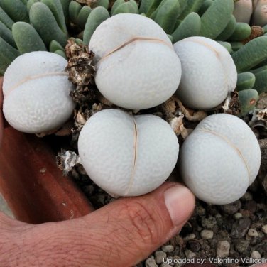 Dinteranthus pole evansii Succulents Garden Plants 20 PCS Seeds