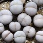 Dinteranthus pole evansii Succulents Garden Plants 20 PCS Seeds