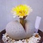 Dinteranthus pole evansii Succulents Garden Plants 20 PCS Seeds