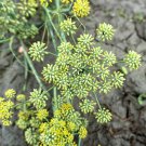 Dill Herb (Anethum graveolens) 30 PCS Seeds Dill Herb (Anethum graveolens) 30 PCS Seeds
