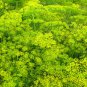 Dill Herb (Anethum graveolens) 30 PCS Seeds