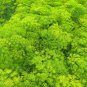 Dill Herb (Anethum graveolens) 30 PCS Seeds