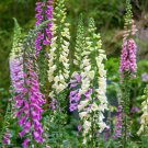 Digitalis Foxglove Excelsior Hybrids 100 PCS Seeds