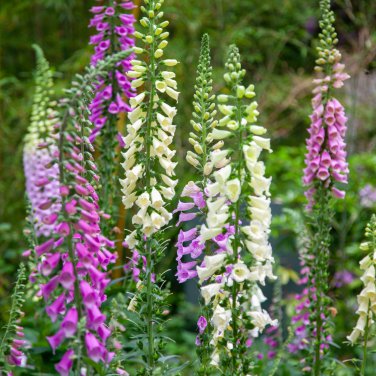 Digitalis Foxglove Excelsior Hybrids 100 PCS Seeds