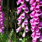 Digitalis Foxglove Excelsior Hybrids 100 PCS Seeds