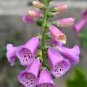 Digitalis Foxglove Excelsior Hybrids 100 PCS Seeds