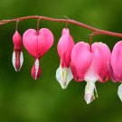 Dicentra Spectabilis Bleeding Heart Classic 1 PCS Seeds Dicentra Spectabilis Bleeding Heart Classic 1 PCS Seeds