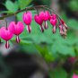 Dicentra Spectabilis Bleeding Heart Classic 1 PCS Seeds