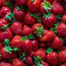 Different Strawberry 12 PCS Seeds Different Strawberry 12 PCS Seeds