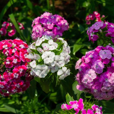 Dianthus Mixed Pinks Perennal Flower 100 PCS Seeds