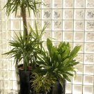 Different Flower Plant Bonsai Indoor Potted Exotic Suculenta 100 PCS Seeds