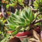 Different Flower Plant Bonsai Indoor Potted Exotic Suculenta 100 PCS Seeds