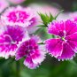 Dianthus 'Grans Favourite' Pinks Perennial Garden Plug Plants 200 PCS Seeds