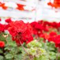 Diemierii Schafferi Zonal Geranium Red Pelargonium Flower 10 PCS Seeds