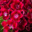 Dianthus Dark Red Sweet William Annual Flower 200 PCS Seeds Dianthus Dark Red Sweet William Annual Flower 200 PCS Seeds