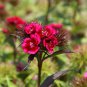 Dianthus Dark Red Sweet William Annual Flower 200 PCS Seeds