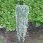 Dichondra Repens Silver Falls Emerald Falls Ground Cover Bonsai 100 PCS Seeds