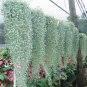 Dichondra Repens Silver Falls Emerald Falls Ground Cover Bonsai 100 PCS Seeds