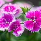 Dianthus Chinensis Bonsai Mix Color Flower Pot Plant 50 PCS Seeds Dianthus Chinensis Bonsai Mix Color Flower Pot Plant 50 PCS Seeds